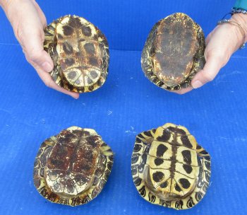 4 piece Red Eared Slider Turtle Shells - 4" to 4-7/8"