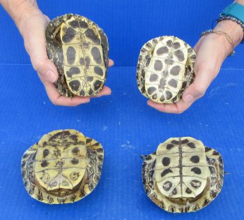 4 piece Red Eared Slider Turtle Shells - 4" to 4-7/8"
