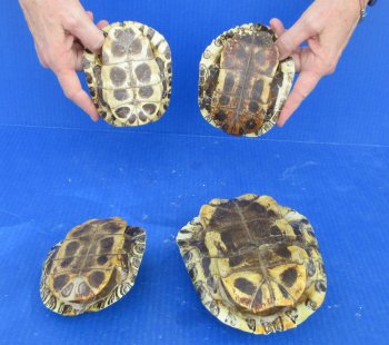 4 pc lot of B-Grade Red Eared Slider Turtle shells 4-1/2 to 7 inches 