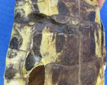 4 pc lot of B-Grade Red Eared Slider Turtle shells 4-1/2 to 7 inches 