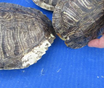 4 pc lot of B-Grade Red Eared Slider Turtle shells 4-1/2 to 7 inches 