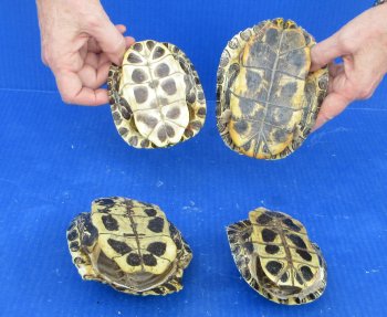 4 pc lot of B-Grade Red Eared Slider Turtle shells 4-1/2 to 6 inches 