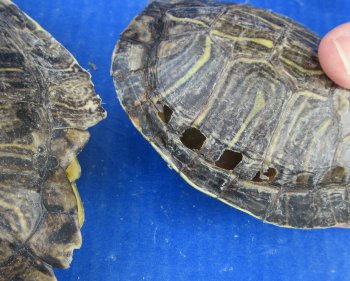 4 pc lot of B-Grade Red Eared Slider Turtle shells 4-1/2 to 6 inches 