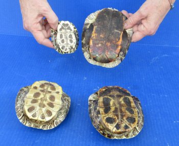 4 pc lot of B-Grade Red Eared Slider Turtle shells 3 to 5-3/4 inches 