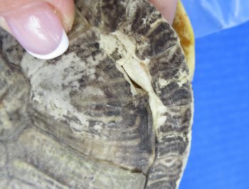 4 pc lot of B-Grade Red Eared Slider Turtle shells 3 to 5-3/4 inches 