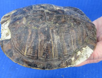 4 pc lot of B-Grade Red Eared Slider Turtle shells 3 to 5-3/4 inches 