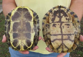 Two piece 7" to 8" Red Eared Slider Turtle Shells