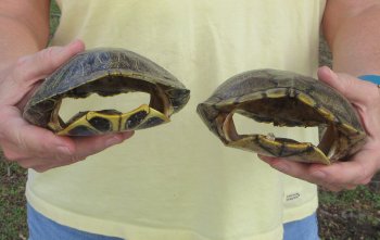 Two piece 7" to 8" Red Eared Slider Turtle Shells