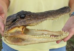 9" Alligator Head