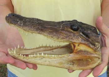 9" Alligator Head 
