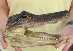 9" Alligator Head