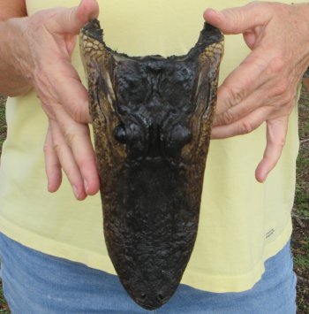 9" Alligator Head 