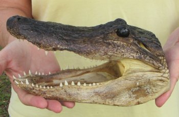9" Alligator Head 
