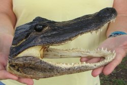 9" Alligator Head