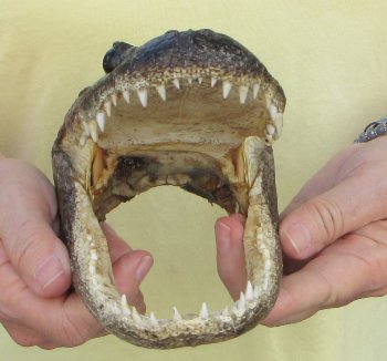 9" Alligator Head 