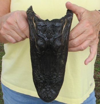 9" Alligator Head 