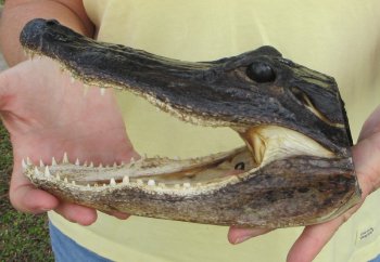 9" Alligator Head 