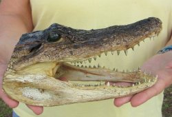 9" Alligator Head