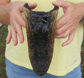 9" Alligator Head 