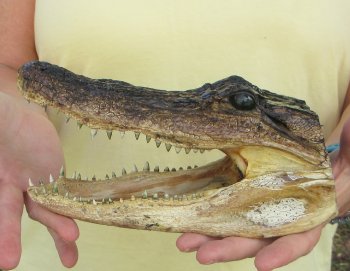 9" Alligator Head 
