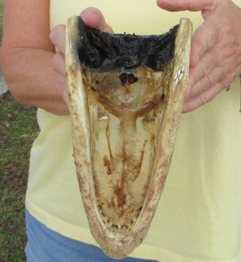 9" Alligator Head 