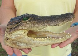 9" Alligator Head