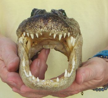 9" Alligator Head 