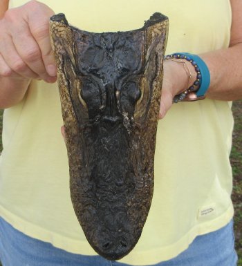 9" Alligator Head 