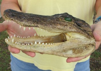 9" Alligator Head 
