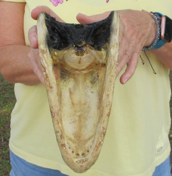 9" Alligator Head 