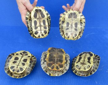 5 piece Red Eared Slider Turtle Shells - 5" to 6"