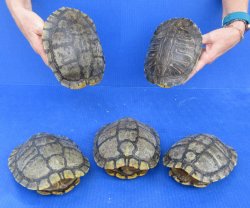 5 pc lot of B-Grade...