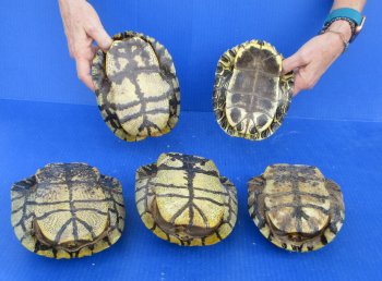 5 pc lot of B-Grade Red Eared Slider Turtle shells 7 to 8 inches 