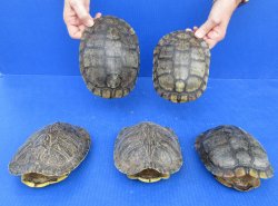 5 pc lot of B-Grade...