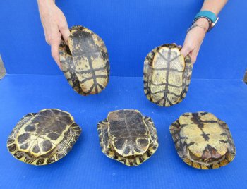 5 pc lot of B-Grade Red Eared Slider Turtle shells 7 to 8 inches 
