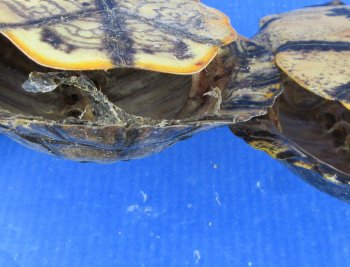 5 pc lot of B-Grade Red Eared Slider Turtle shells 7 to 8 inches 
