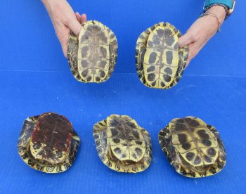 5 piece Red Eared Slider Turtle Shells - 5" to 6"
