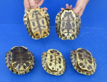 5 piece Red Eared Slider Turtle Shells - 5" to 6"