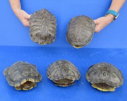 5 pc lot of B-Grade...