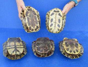 5 pc lot of B-Grade Red Eared Slider Turtle shells 7 to 8 inches 