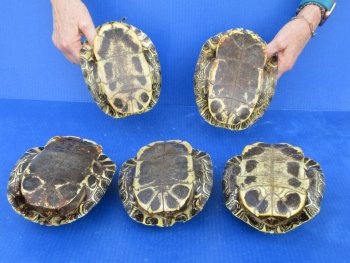 5 pc lot of B-Grade Red Eared Slider Turtle shells 7 to 8 inches 
