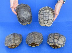 5 pc lot of B-Grade...