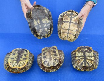 5 pc lot of B-Grade Red Eared Slider Turtle shells 7 to 8 inches 