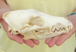7-1/2 x 3-3/4" Coyote Skull - for $37