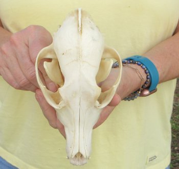 7-1/2 x 3-3/4" Coyote Skull - for $37