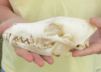 7-1/2 x 3-3/4" Coyote Skull - for $37