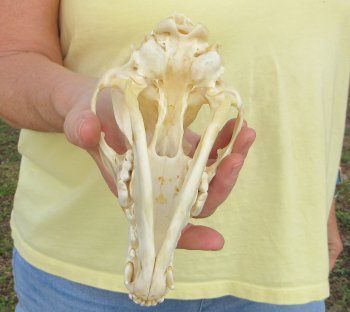 7-1/2 x 3-3/4" Coyote Skull - for $37