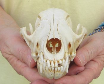 7-3/4 x 3-3/4" Coyote Skull - for $37