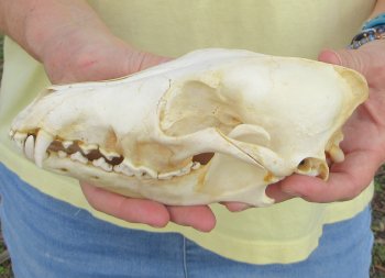 7-3/4 x 3-3/4" Coyote Skull - for $37