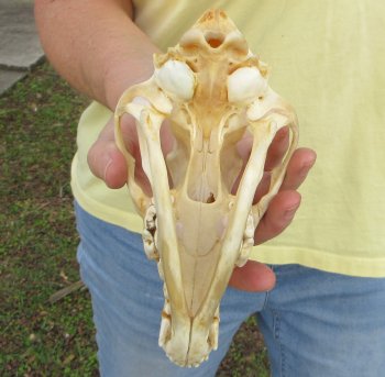 7-3/4 x 3-3/4" Coyote Skull - for $37